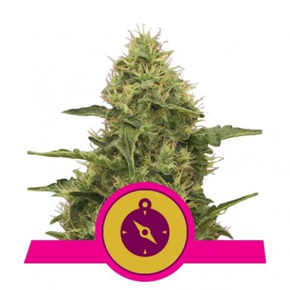 Northern Light  Royal Queen Seeds