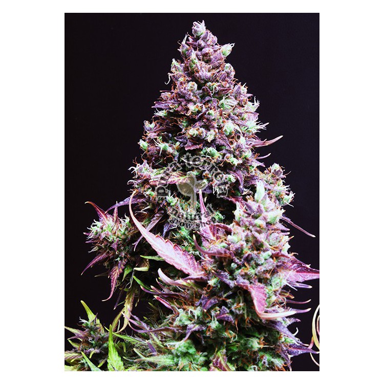 Cream Caramel Auto Sweet Seeds