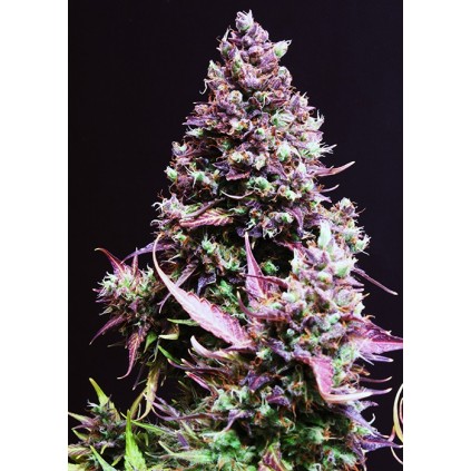 Cream Caramel Auto Sweet Seeds