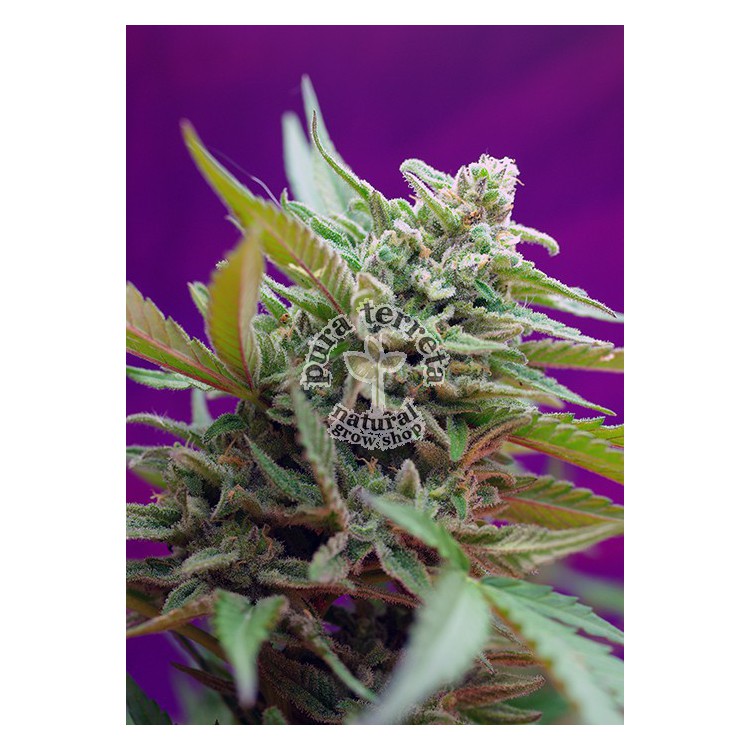 Black Jack Auto Sweet Seeds