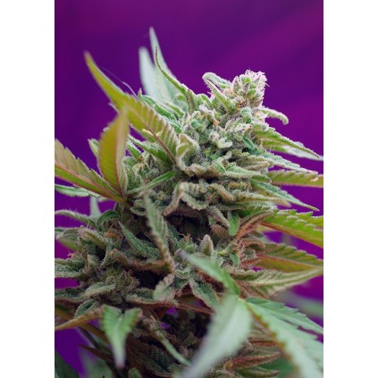Black Jack Auto Sweet Seeds