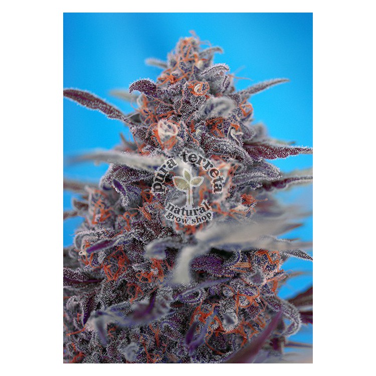 Devil Cream Auto Sweet Seeds