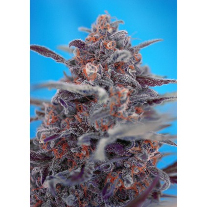 Devil Cream Auto Sweet Seeds