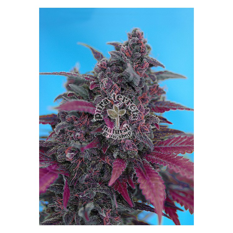Dark Devil Auto Sweet Seeds
