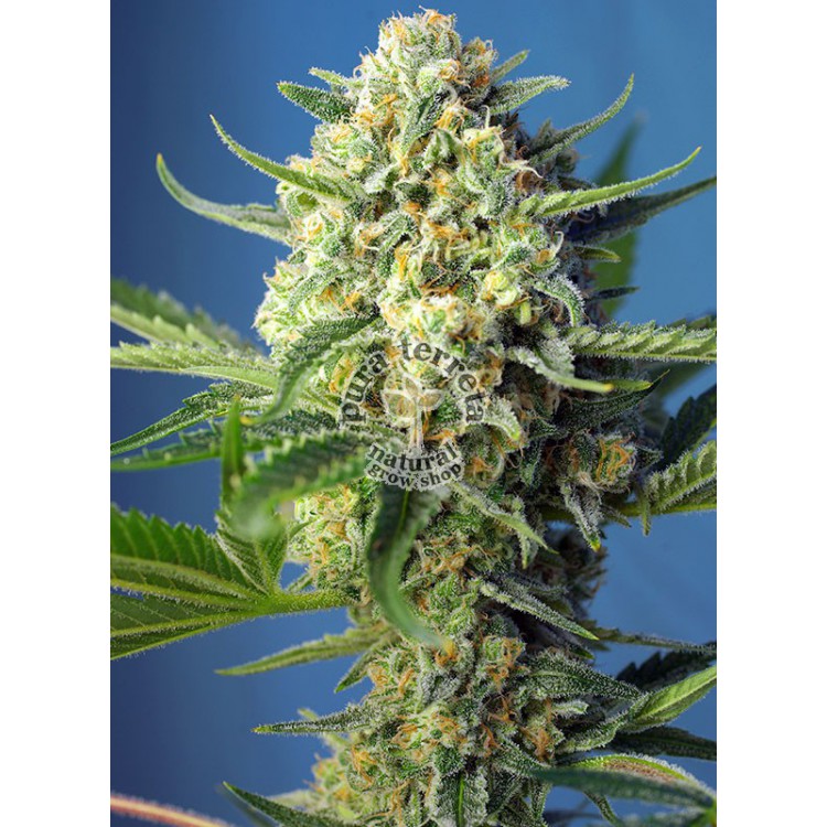 S.A.D Auto Sweet Seeds