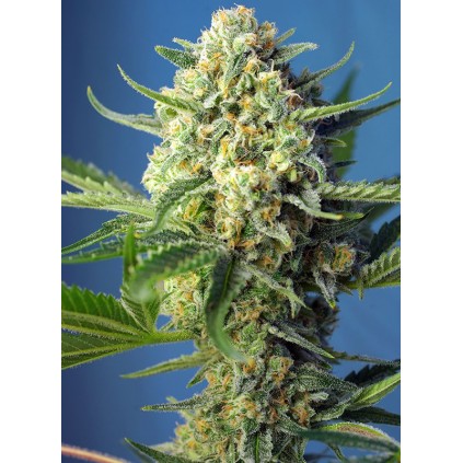 S.A.D Auto Sweet Seeds