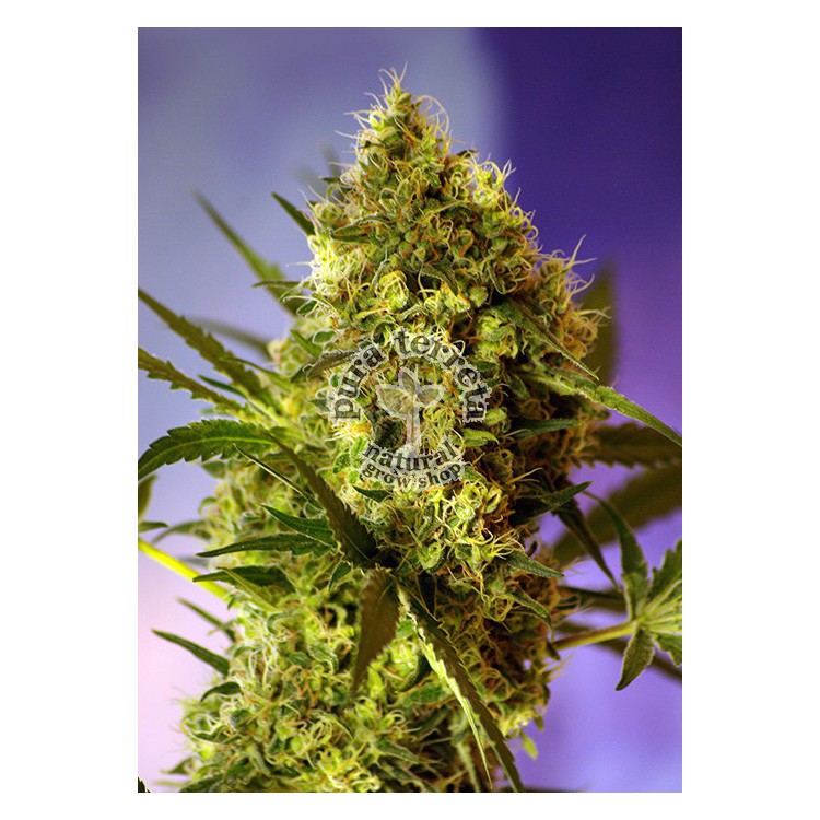 Big Devil 2 Auto Sweet Seeds