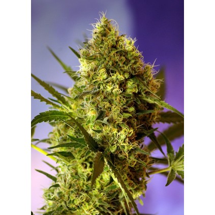 Big Devil 2 Auto Sweet Seeds