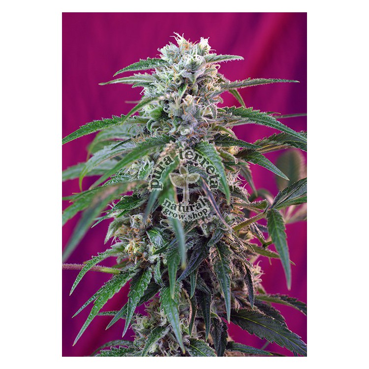 Green Poison Auto Sweet Seeds