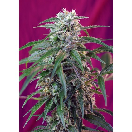 Green Poison Auto Sweet Seeds