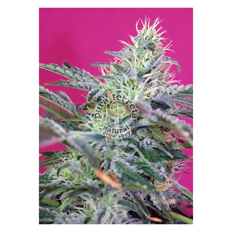 Sweet Cheese Auto Sweet Seeds
