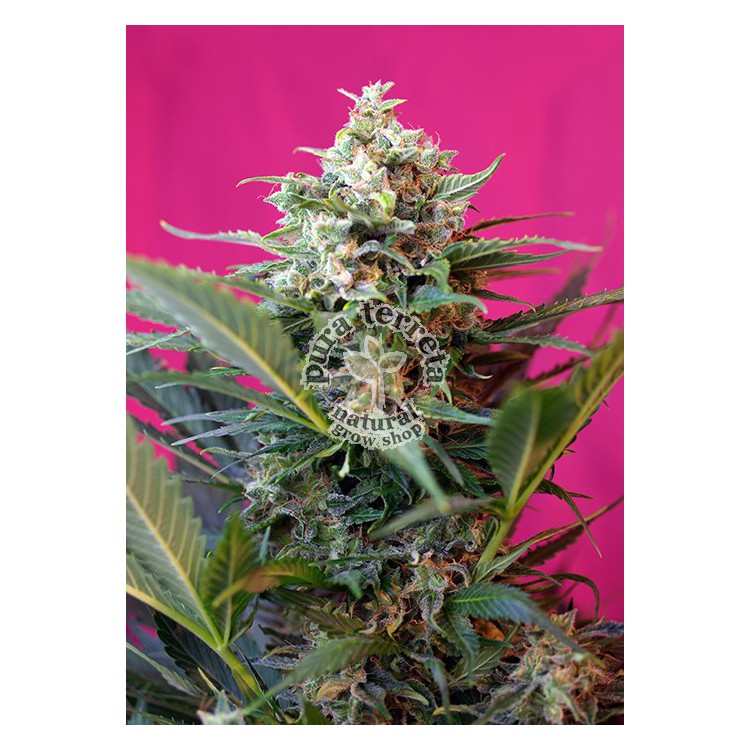 Big Devil XL Auto Sweet Seeds