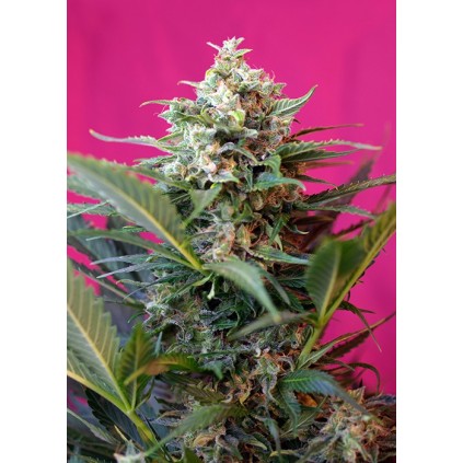Big Devil XL Auto Sweet Seeds
