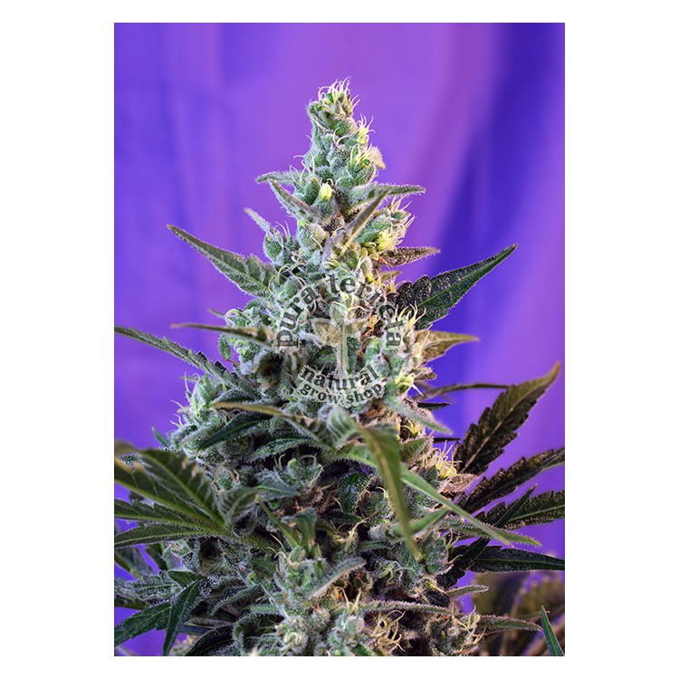 Sweet Skunk Auto Sweet Seeds