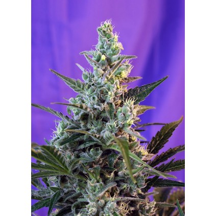 Sweet Skunk Auto Sweet Seeds