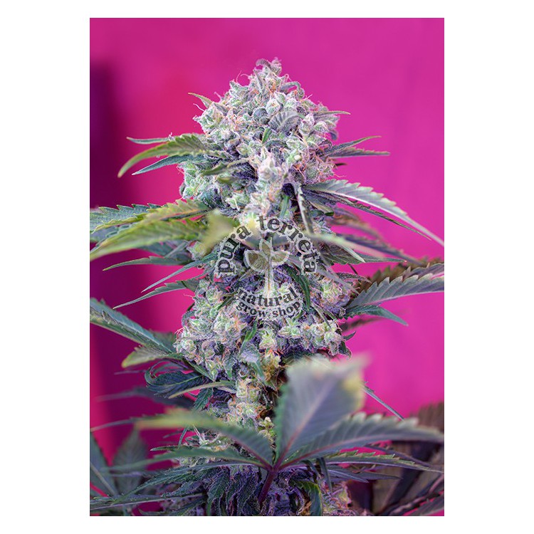 Cream Mandarine Auto Sweet Seeds