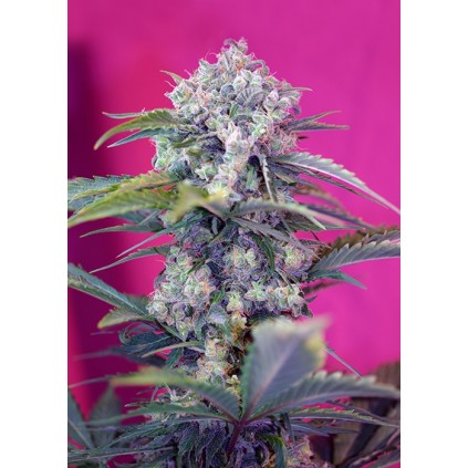 Cream Mandarine Auto Sweet Seeds