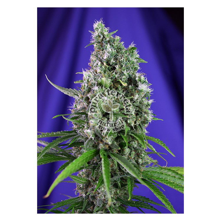 Sweet Trainwreck Auto Sweet seeds