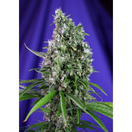 Sweet Trainwreck Auto Sweet seeds