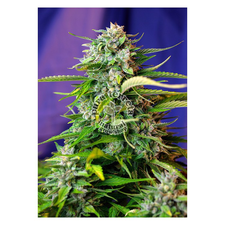 Jack 47 Auto Sweet Seeds
