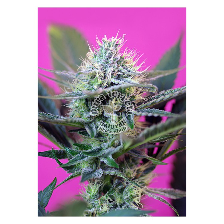 + Speed Auto Sweet Seeds