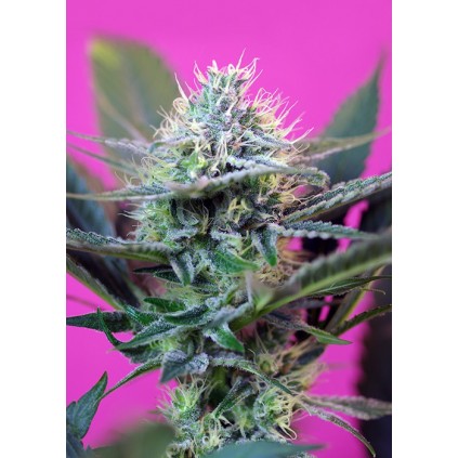 + Speed Auto Sweet Seeds