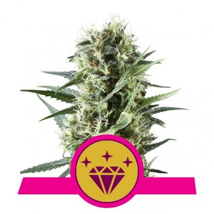 Special Kush 1 Royal Queen Seeds
