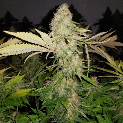 Special Queen 1 Royal Queen Seeds