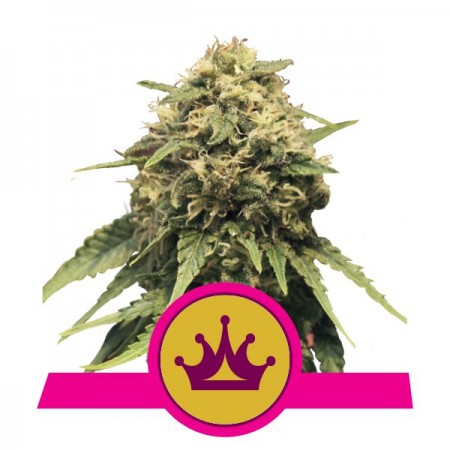 Special Queen 1 Royal Queen Seeds