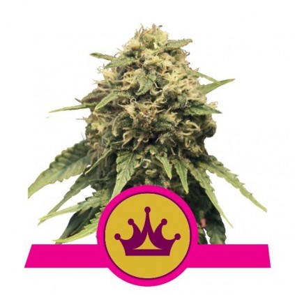 Special Queen 1 Royal Queen Seeds