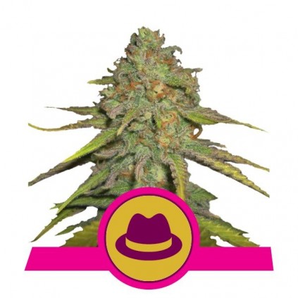 O.G. Kush Royal Queen Seeds
