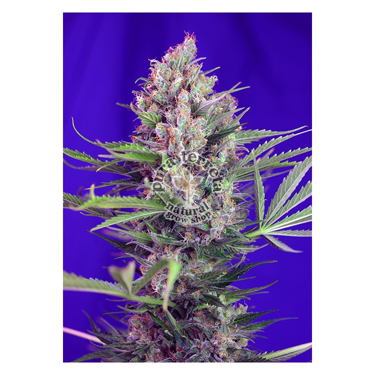 Cream Mandarine F1 Fast Version 