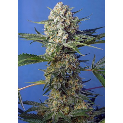 Crystal Candy F1 Fast Version
