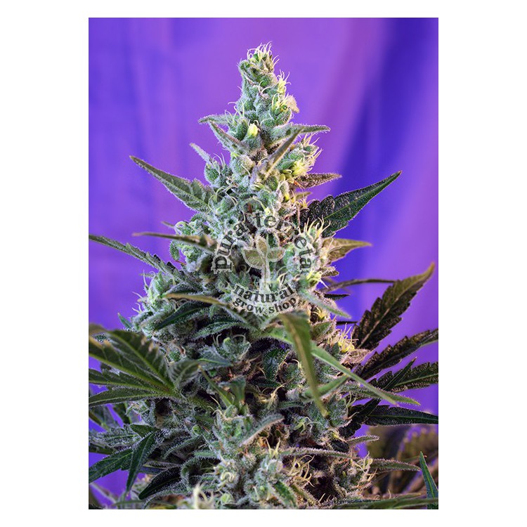 Sweet Skunk F1 Fast Version 