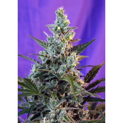 Sweet Skunk F1 Fast Version 