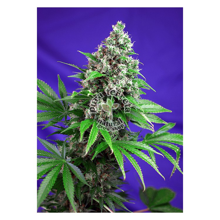 Killer Kush F1 Fast Version 