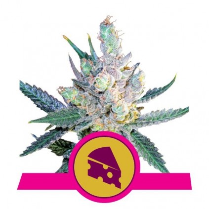 Royal Cheese (Fast Flowering) RQS