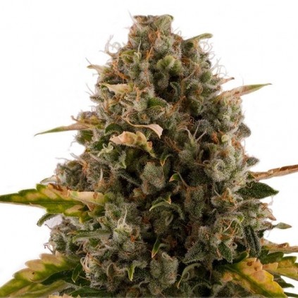 Royal Moby Royal Queen Seeds
