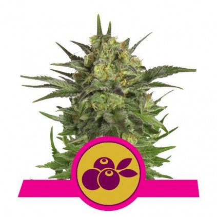 Haze Berry Royal Queen Seeds