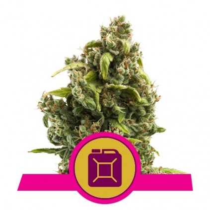 Sour Diesel Royal Queen Seeds