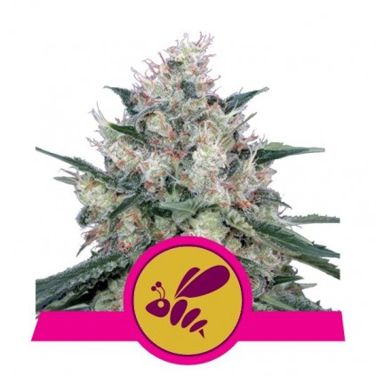 Honey Cream (Fast Flowering) RQS