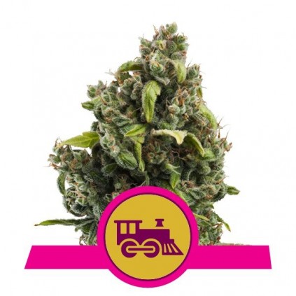 Candy Kush Express (Fast Flowering) RQS