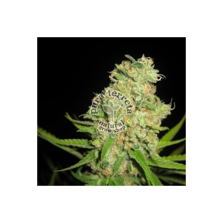 Auto Galaxy Pyramid seeds.