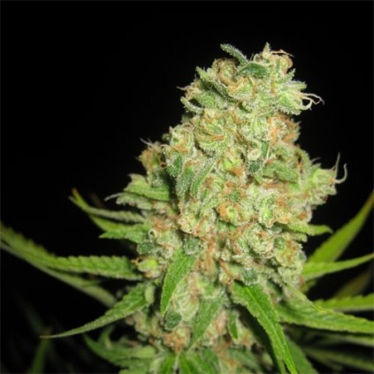 Auto Galaxy Pyramid seeds.