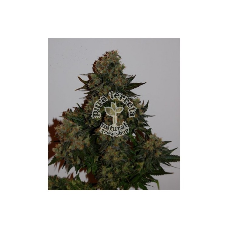 Auto Tutankamon Pyramid seeds.