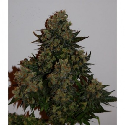 Auto Tutankamon Pyramid seeds.