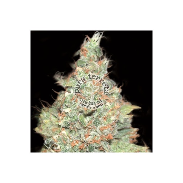 Auto Wembley Pyramid seeds.
