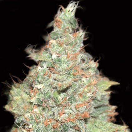 Auto Wembley Pyramid seeds.