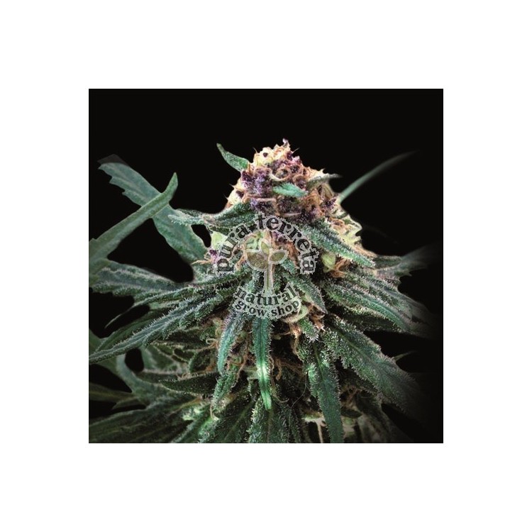 Auto Purple Pyramid seeds.