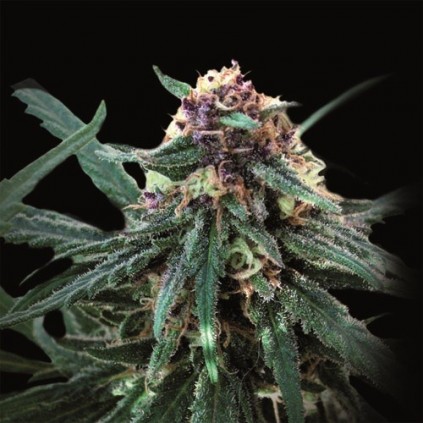 Auto Purple Pyramid seeds.